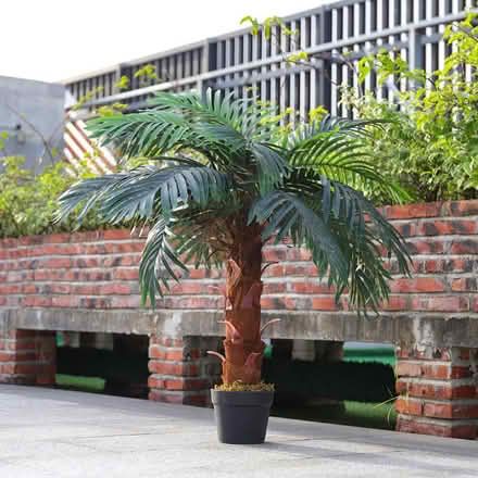Photo of Large palm tree (Bognor Regis - PO22) #3