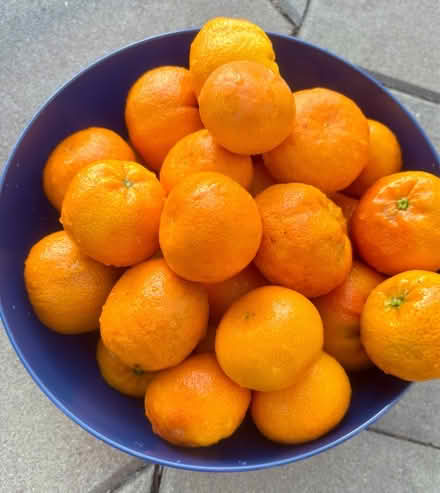 Photo of free Mandarins (Fremont High) #1