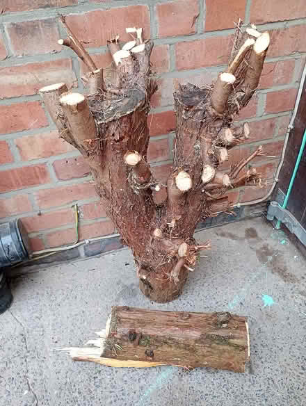 Photo of free Logs (Sherwood NG5) #1