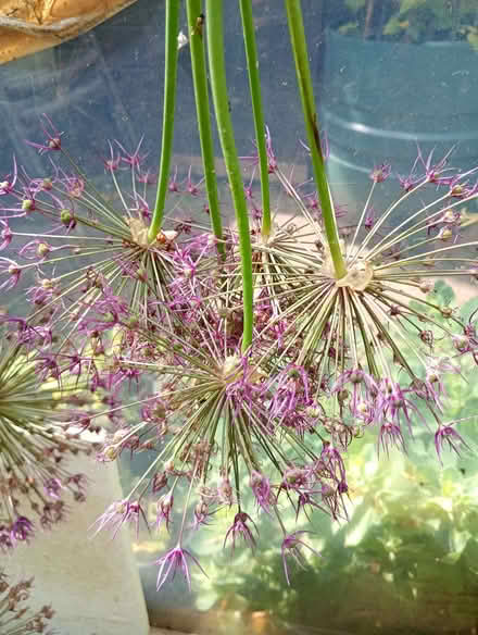 Photo of free Allium heads (Temple Cowley OX4) #1