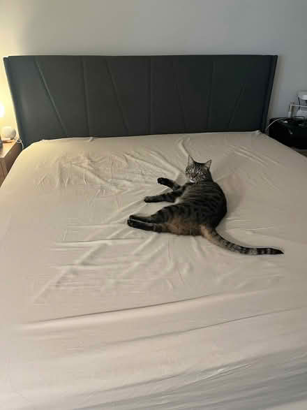 Photo of free King size bed frame and mattress (Cambridge Crossing Twenty20) #3