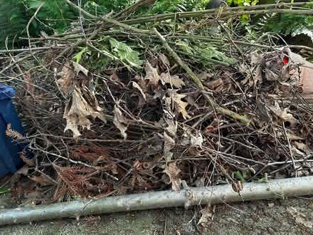Photo of free Wildlife brush pile or hugelkultur (Lents/SE Portland) #1