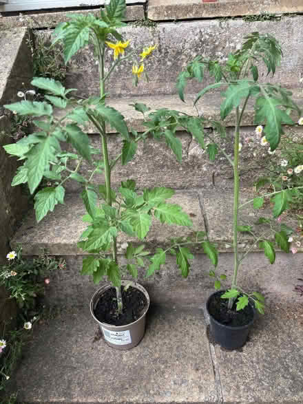 Photo of free Two tomato plants (Lower Weston) #1