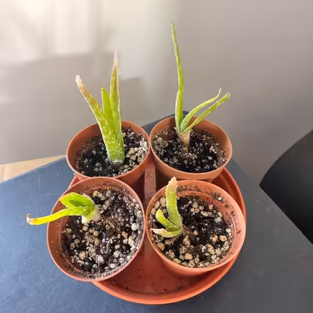 Photo of free Aloe Vera Plants (New Town CO1) #1