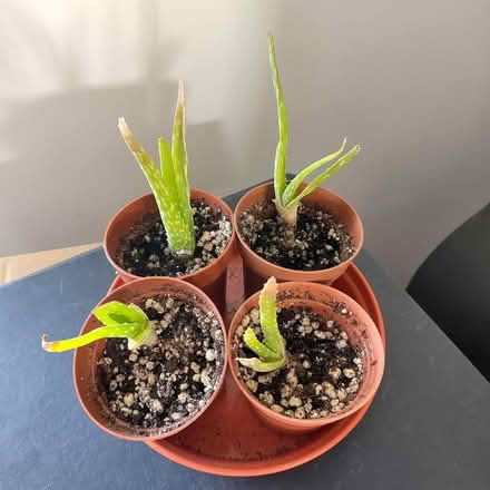 Photo of free Aloe Vera Plants (New Town CO1) #1