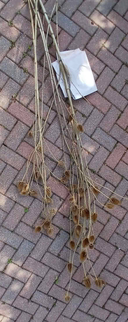 Photo of free Teasels... (Saint Marychurch TQ1) #1