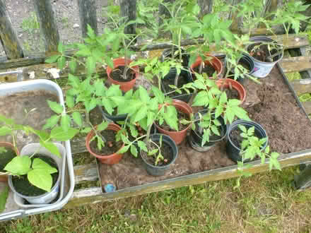 Photo of free Tomato 'plants (OX11 Harwell) #1