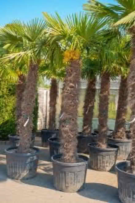 Photo of Large palm tree (Bognor Regis - PO22) #1