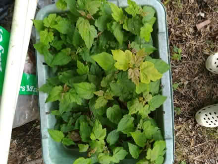 Photo of free Sycamore tree saplings (Mile Cross NR3) #1