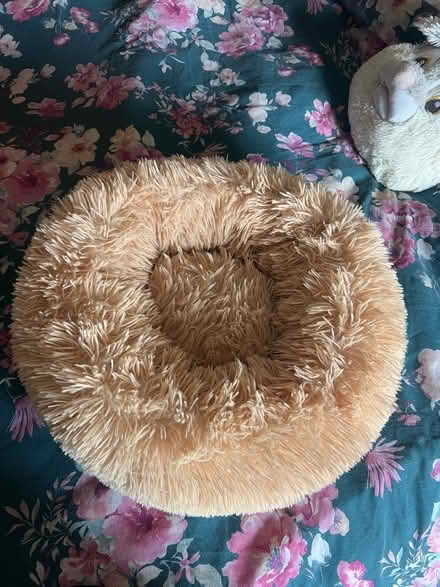 Photo of free Cat bed (Mount Pleasant ST4) #1