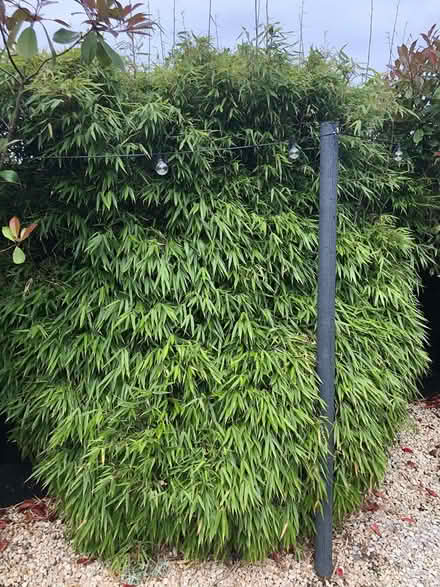 Photo of free bamboo (Bedworth CV12) #1
