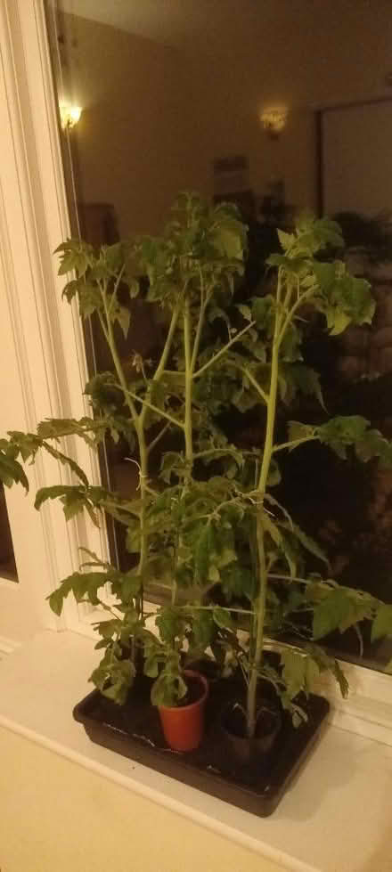 Photo of free Tomato Plants (Appleby-in-Westmorland CA16) #2