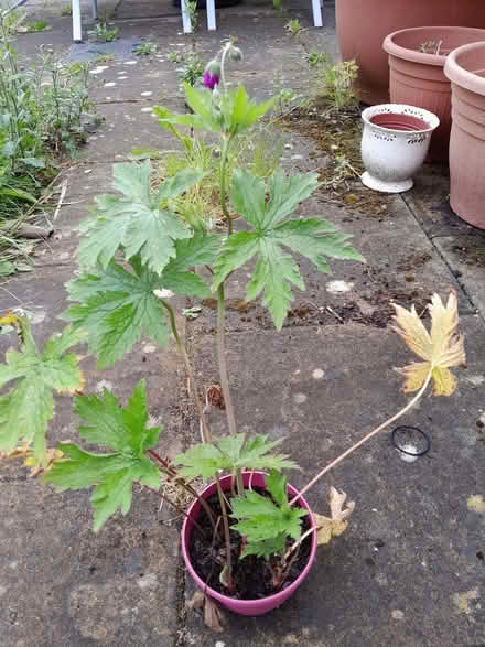 Photo of free Tall pink perennial geranium (Baswich ST17) #1