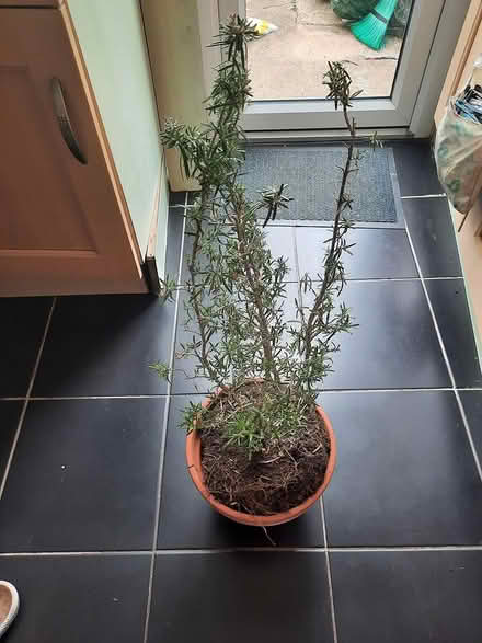 Photo of free Rosemary needs care (Morden SM4) #1