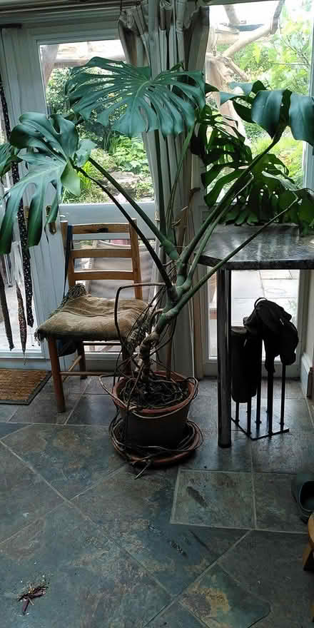 Photo of free large cheeseplant (New Street, Ludlow) #1