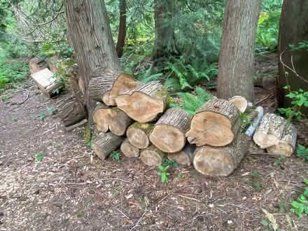 Photo of free Maple wood rounds (North end of Sammamish) #2