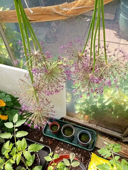 Photo of free Allium heads (Temple Cowley OX4) #2