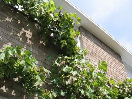 Photo of free Grape Vine Cuttings. (Parson's Heath CO4) #1