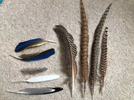 Photo of free Feathers (Harrogate HG2) #1