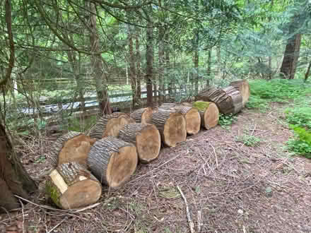 Photo of free Maple wood rounds (North end of Sammamish) #1