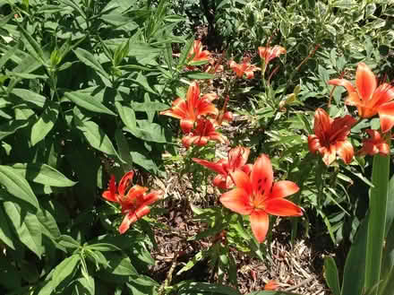 Photo of free Day Lily Plants (East Waterloo) #1