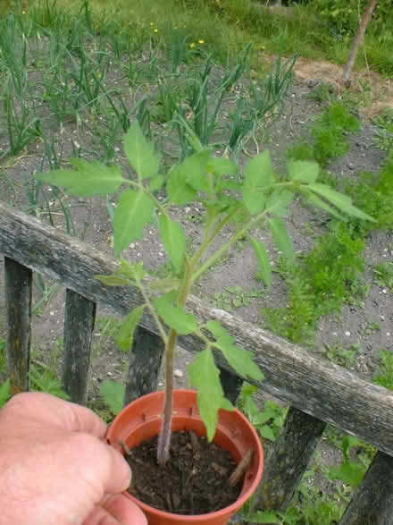 Photo of free Tomato 'plants (OX11 Harwell) #2