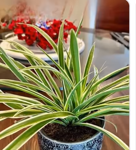 Photo of Spider plant(s) (Main/danforth) #1