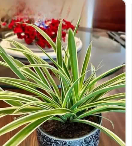 Photo of Spider plant(s) (Main/danforth) #1