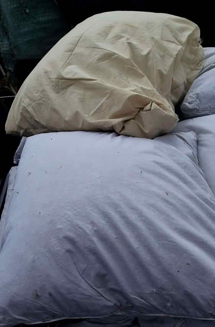 Photo of free Duck feather cushions (Chorlton M21) #1