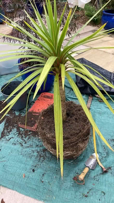 Photo of free garden plant (cranbrook) #1