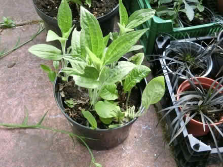 Photo of free Herbaceous perennials & Shurubs (North Ascot SL5) #3