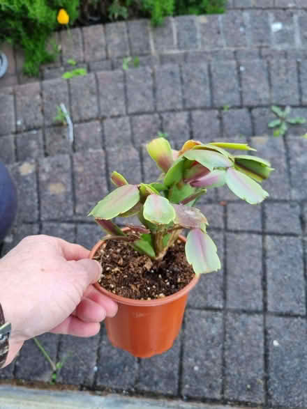 Photo of free Pink Thanksgiving Cactus (Knighton LD7) #1