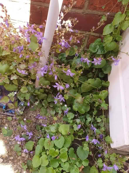 Photo of free Campanula ground cover (Tilehurst RG31) #1
