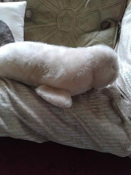 Photo of free New Furry seal needing a new home (North Lichfield) #2