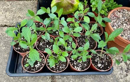 Photo of free Verbena bonariensis (purpletop) (Hatfield AL10) #3