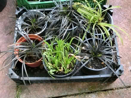 Photo of free Herbaceous perennials & Shurubs (North Ascot SL5) #2