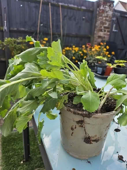 Photo of free Purple sprouting broccoli plants x2 (Amersham Common HP7) #1