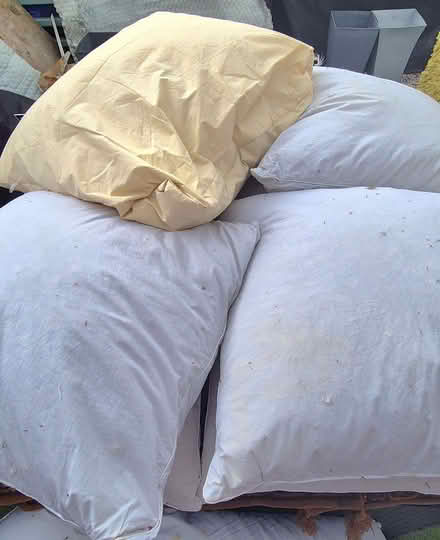 Photo of free Duck feather cushions (Chorlton M21) #2