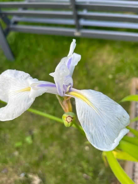 Photo of free Pond Plant (Japanese Water Iris) (Woking GU21 3) #1