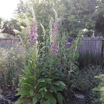 Photo of free foxglove plants (Ballard) #1