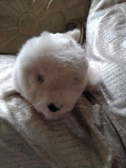 Photo of free New Furry seal needing a new home (North Lichfield) #1