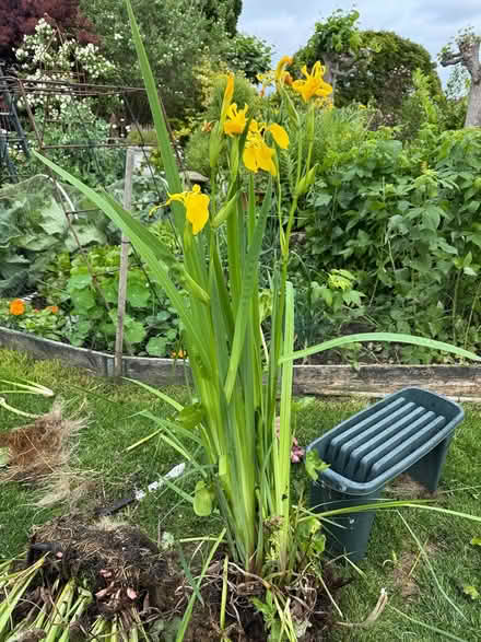 Photo of free Pond plants (DE7) #2