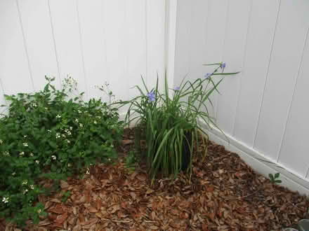 Photo of free Potted Native Spiderwort Plants (casselberry) #1