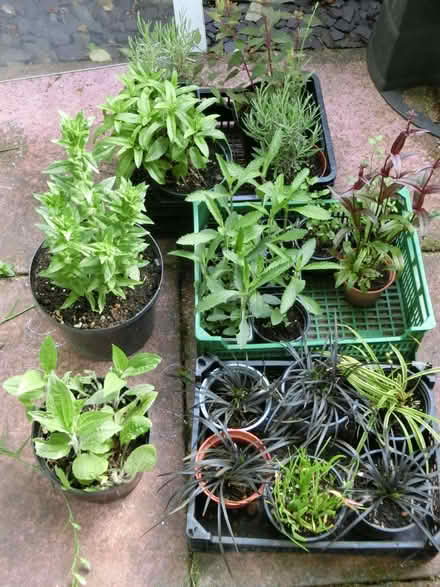 Photo of free Herbaceous perennials & Shurubs (North Ascot SL5) #1