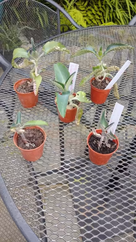 Photo of free Kalanchoe Houseplant (Horsham, near Bennetts Field) #1