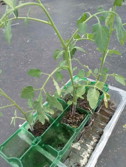 Photo of free Tomato plants (Maldon CM9 6AN) #1