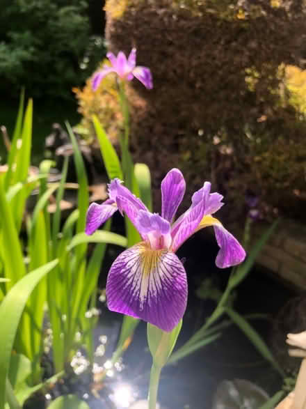 Photo of free Purple Water Iris (Houghton Le Spring DH4) #1