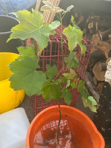 Photo of free Sycamore Sapling, 2 feet (Ilkeston DE7 4B) #1