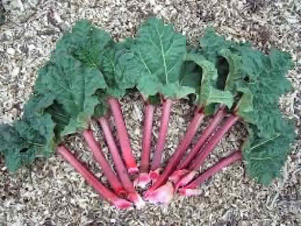 Photo of Rhubarb Root (High Wycombe) #1