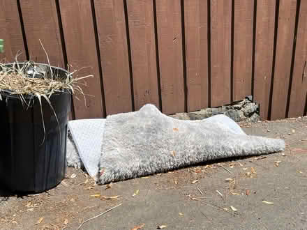 Photo of free Used Shaggy area rug (155 Pearce Road, San Rafael) #1